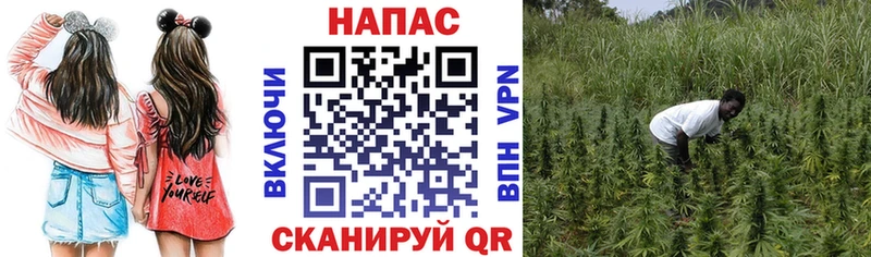 Бошки Шишки SATIVA & INDICA  kraken маркетплейс  Севастополь 